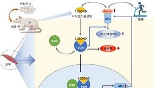비타민D, 노년기 근감소증 예방에도 효과…근육노화 예방 및 만성염증 억제효과
