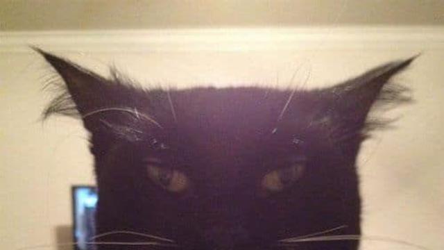 고담시에 사는 냥이,,