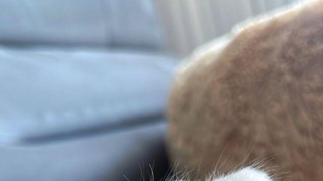 잠 안오지? 우리집 고양이 발바닥 한번 보고 가..