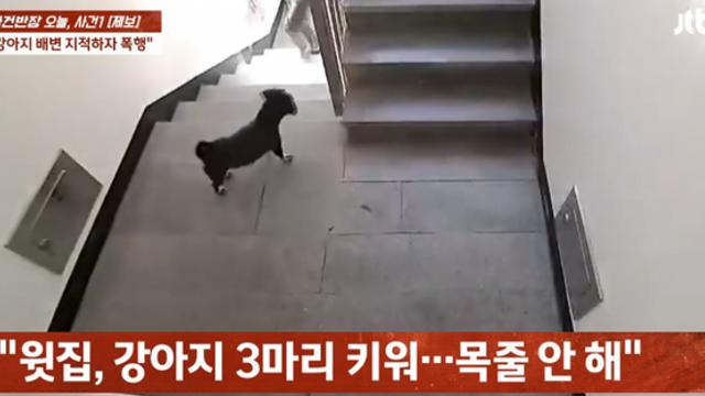 댕댕이 똥 치우라고 얘기했다가 폭행당한 사람 ㄷㄷ