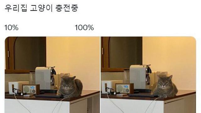 고양이 충전 전과 후 차이..