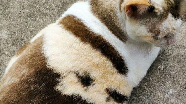 장기에프 고양이.