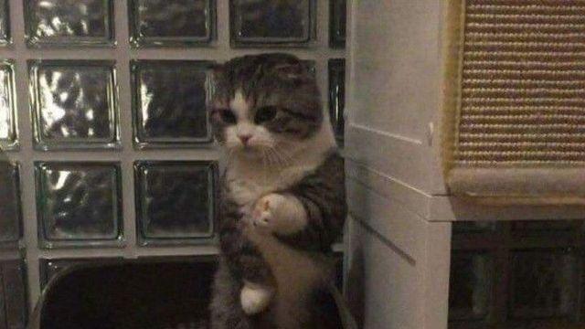 변비 걸려서 서서 응가하는 고양이.