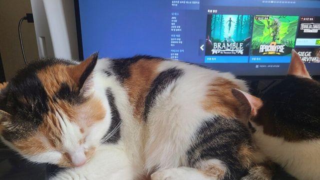 고양이 키우는사람들 200퍼 공감하는거..