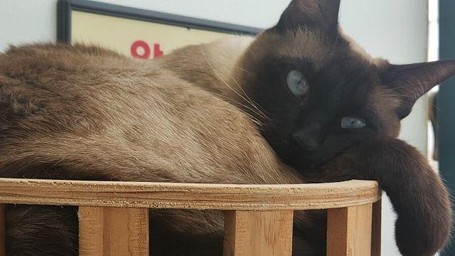 집사 : 고양이 쥔님아 안 불편하냐?..