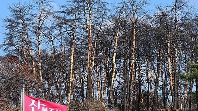 [내주날씨] 강원산지·동해안 대기 건조…산불 예방 유의해야