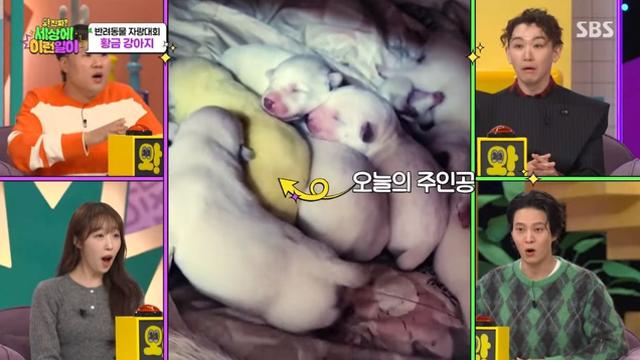 9남매 중 유일하게 노란색으로 태어난 강아지