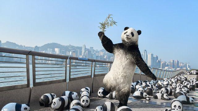 멸종 위기종 '자이언트 판다'…