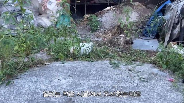 시고르자브종에게 유전자 검사를 시켜보면?.jpg..