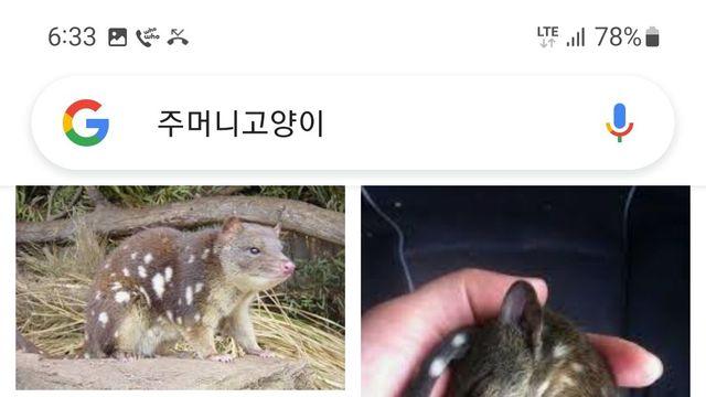 고양이 처럼 안 생긴 고양이과.