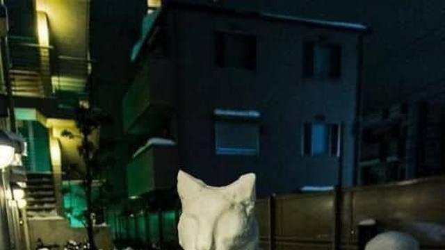 고양이라이더.jpg,,