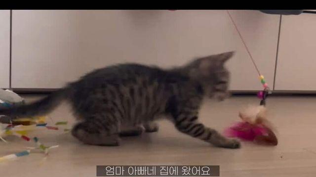 강아지나 고양이를 첨 키워보는 사람들이 한번씩은 겪는 낯선 상황..