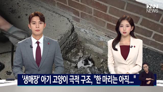 부산 공사현장 고양이 생매장 뉴스 ㄷㄷㄷ