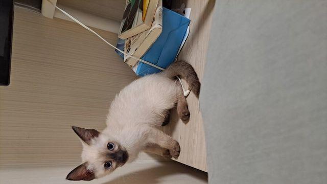 우리 어머니도 고양이는 싫다 하셨음…하지만….