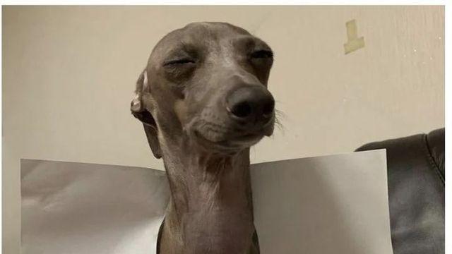 벌받는 강아지 표정.