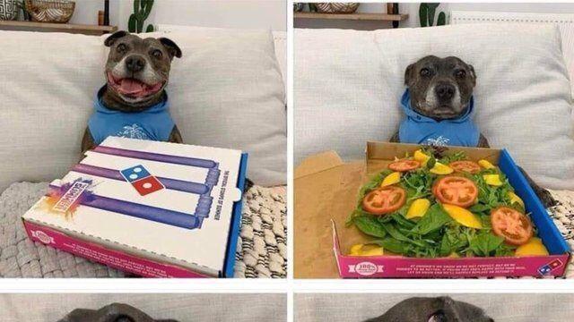 피자 선물받은 멍멍이.