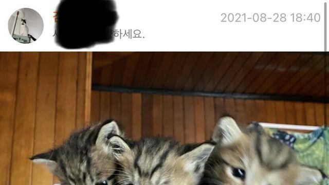 고양이 팝니다.