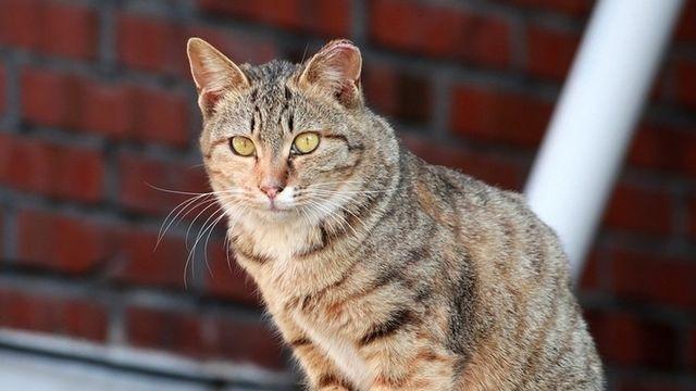겨울철 차량 엔진룸 안에 숨어든 길고양이, 시동 전 노크로 생명사랑 실천하세요!