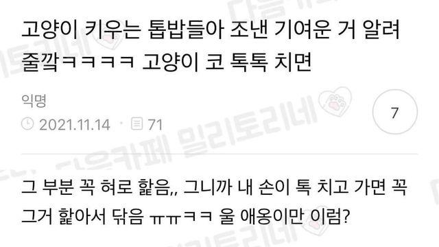 고양이 귀여운 점.