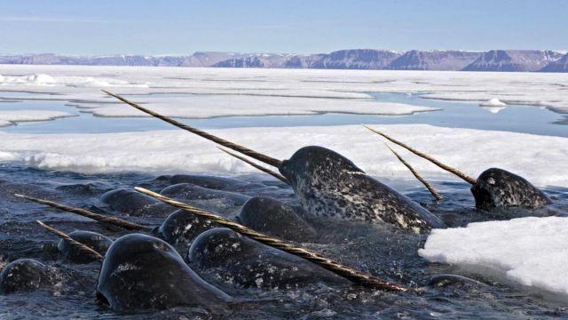 유니콘이랑 비슷한데 훨씬 말이 안되는 생물.