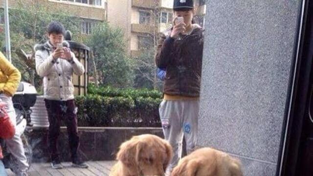 고양이들이 신기한 멍뭉이들,,