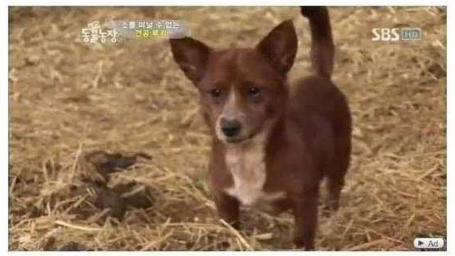 종을 뛰어넘은 사랑.