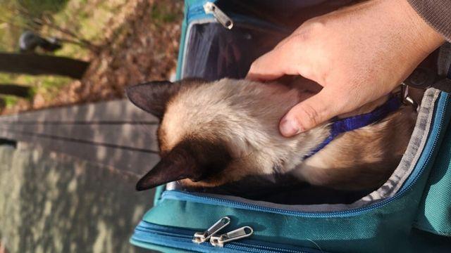 주말에 고양이랑 꽃구경 갔던 사진 다 올려본다..