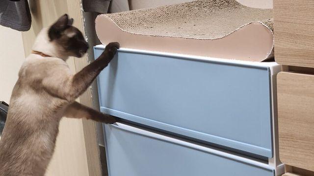 우리집 고양이의 서랍장 사용하는 방법 공개!!..