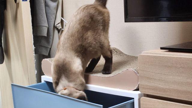 샴은 개냥이지 강아지가 아닙니다~~..