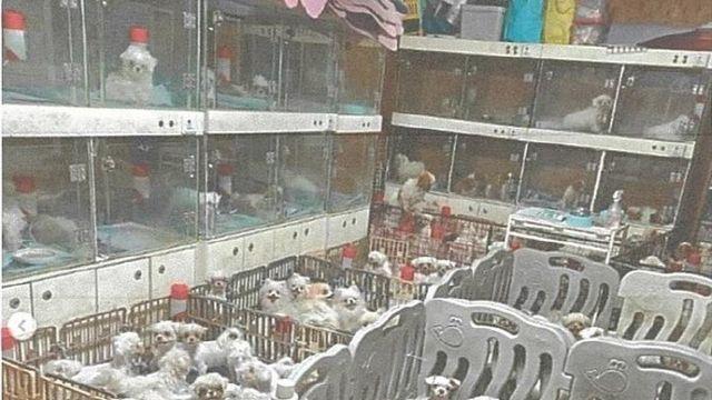 어미 개 배 갈라 새끼 꺼내…‘동물학대’ 번식장 운영진 기소