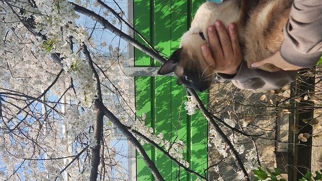 화창한 봄날에 벚꽃과 샴고양이~~..
