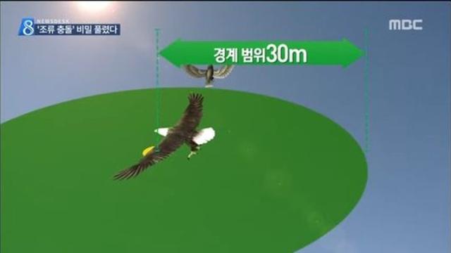 새가 비행기 못 피하는 이유