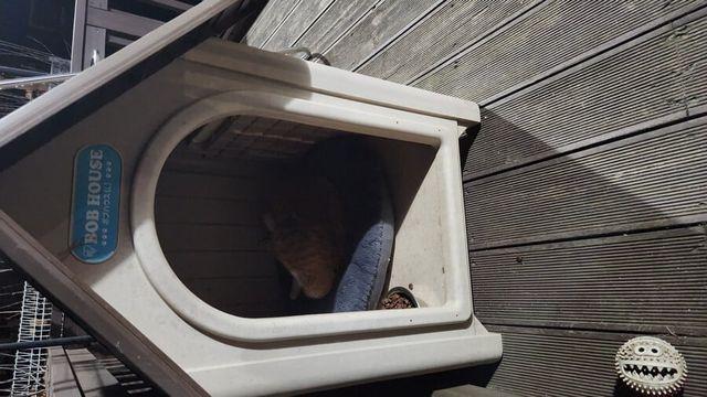 야심한 새벽엔 울집 마당냥이..