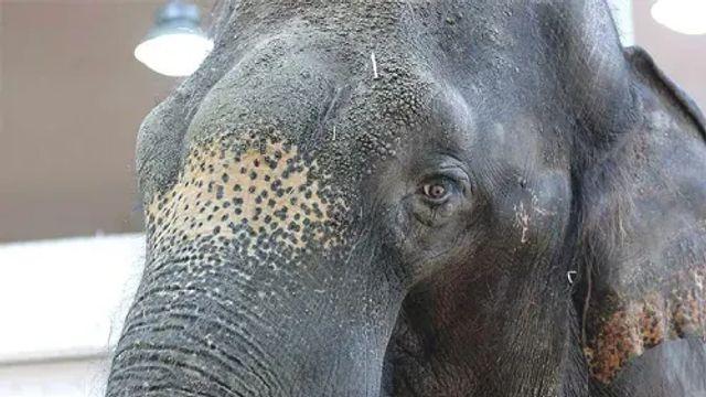 에버랜드의 명물 말하는 코끼리 코식이
