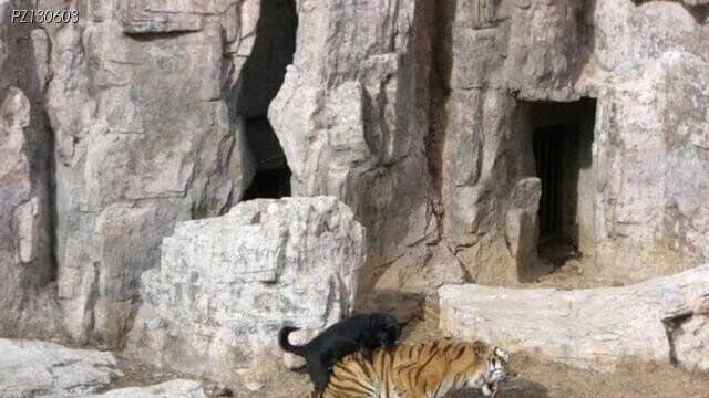 “산의 주인이였던 내가 고작 가축따위에게…”..