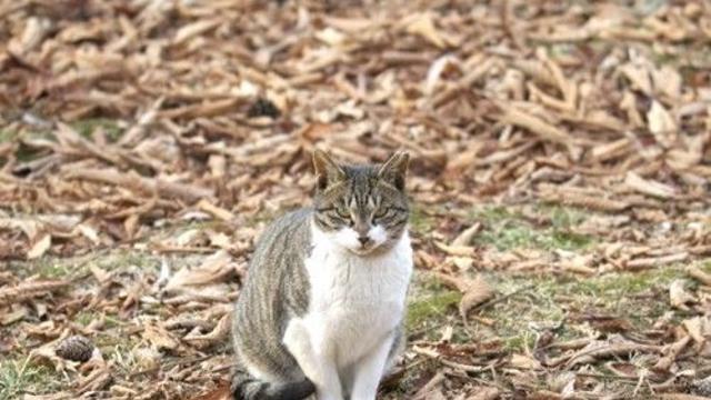구조 요청에도 길고양이 죽인 용역업체 직원들 송치