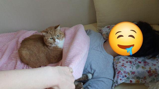 치즈맛 좆냥이 세마리 키우고 있다.