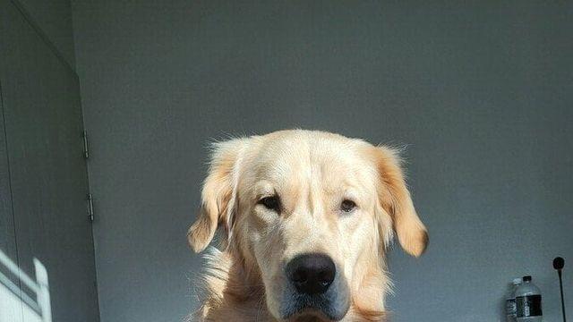 새해 아침 우리집 강아지 근황