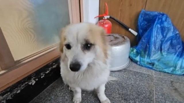 일가족 9명 세상 떠나...푸딩이 동물단체서 구조