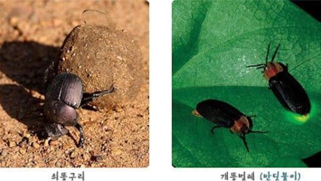 쇠똥구리랑 개똥벌레 헷갈리지 말라고 ㅋㅋㅋㅋ..