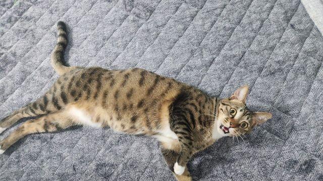 밖에 나가는 척 했다가 몰래 뿅 나타나니 우리집 고양이 표정 ㅋ