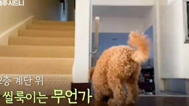 숨죽인 채 계단 뒤에서 대기 중인 강아지.jpg