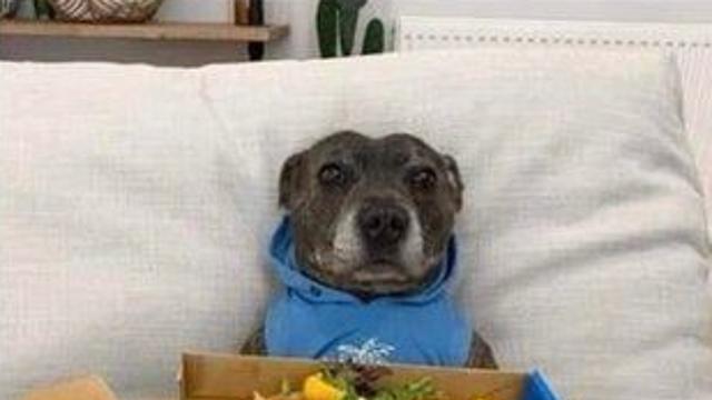 피자에 즐거워하는 댕댕이.