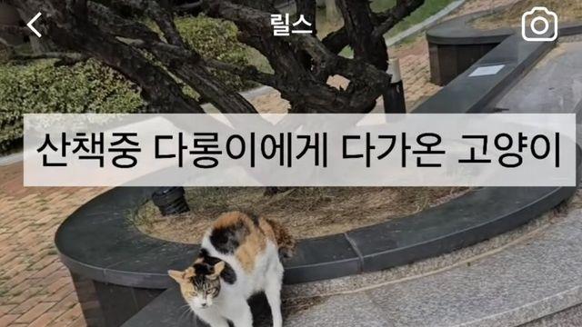 아파트 내부에서 고양이한테 공격당한 진돗개 + 댓글캡쳐