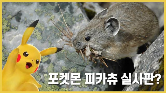 피카츄 실사판 동물? '우는토끼' 알아보기!