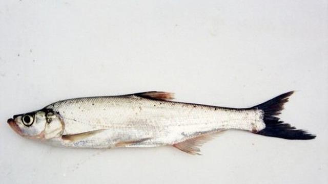 치명적인 독보다 포식자를 더 기피하게 만드는 것..