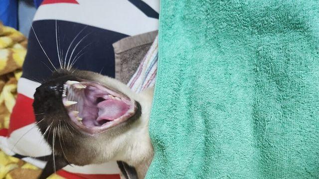 샴냥이 : 우리 기지는 북쪽에 있다…….