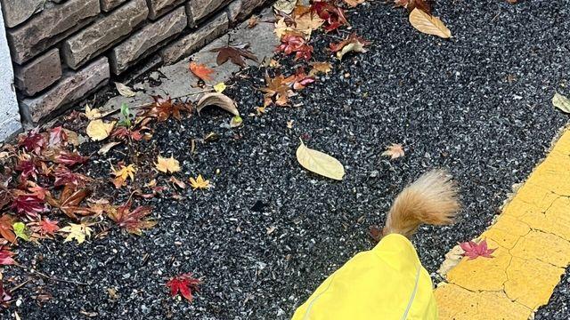 5살 멈무이 임보하다 입양해버렸다