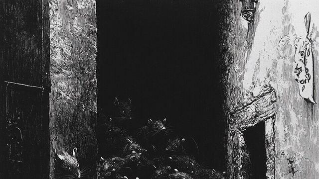 암컷 쥐들은 평소엔 수컷 쥐보다 '암컷들 끼리' 놀길 더 좋아해?