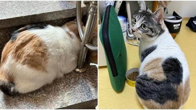 귀도 이빨도 깨끗…영하의 날씨에 버려져 건물에 숨어 있던 유기묘 [함께할개]